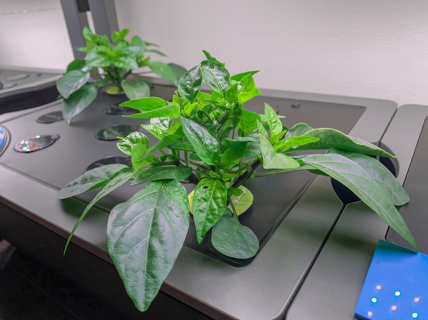 Sweet Heat peppers in a Farm Plus: recovery from nutrient burn and productive harvest