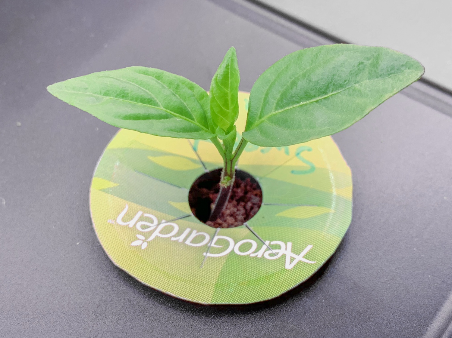 Update #8: I decided to clip the bad leaves on these plants before I left for work yesterday. They seem to be responding we…