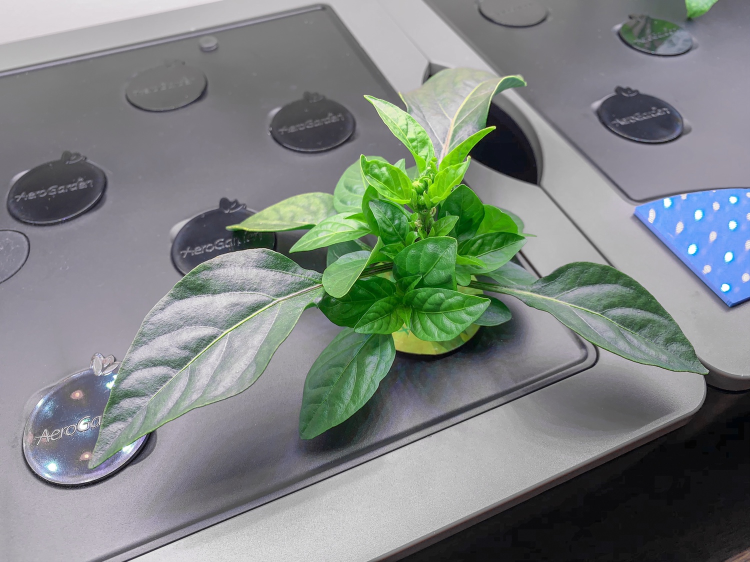 Update #11: After my last post I did prune these plants using the “FIM” method as detailed in the YouTube video I posted in …