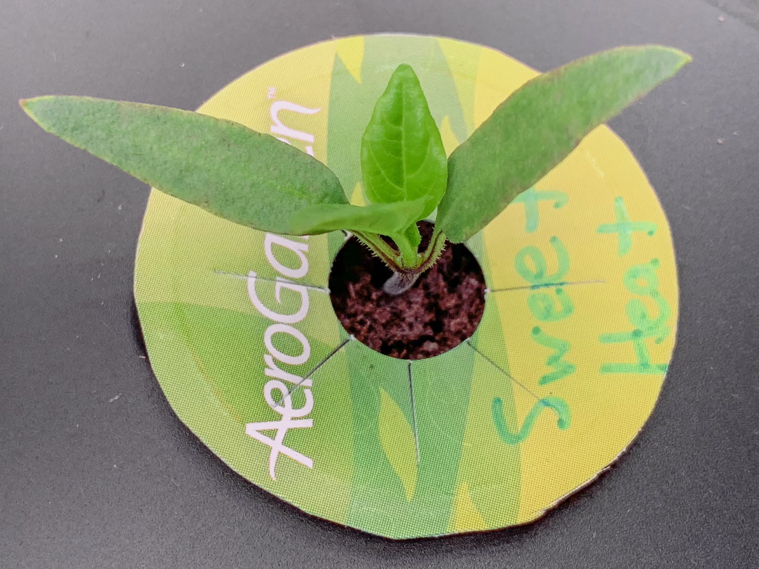 Update #7: I came home hoping to see improvement. Instead things seem worse.Even the edges of the leaves on the second plan…