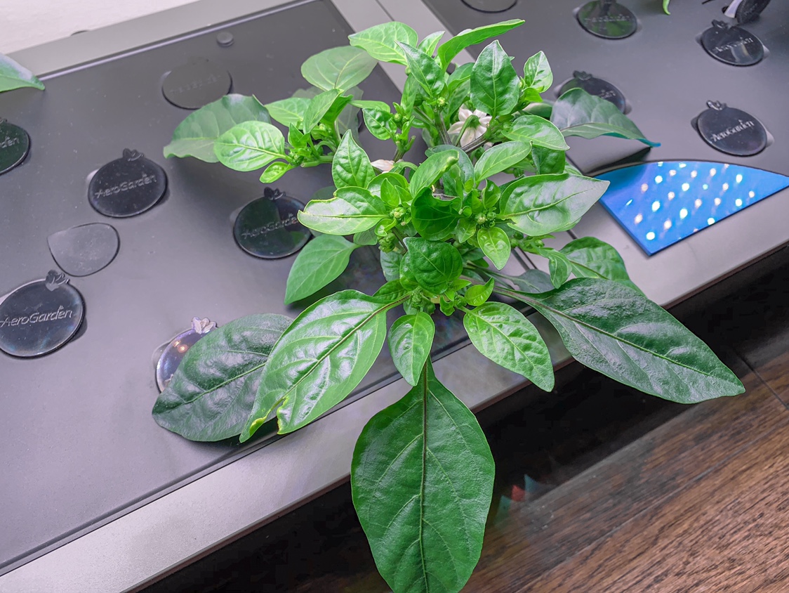 Update #13: Another week has passed and after the second big pruning for FIM’ing I think I’m going to let these plants go fr…