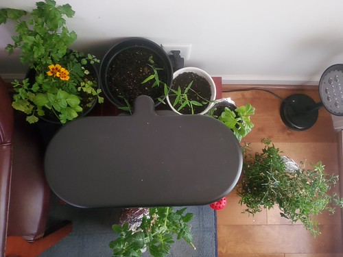 Update #1: Started a new round of plants in my Bounty!My newest Aerogarden venture: growing Strawberries from seeds (4 pods…