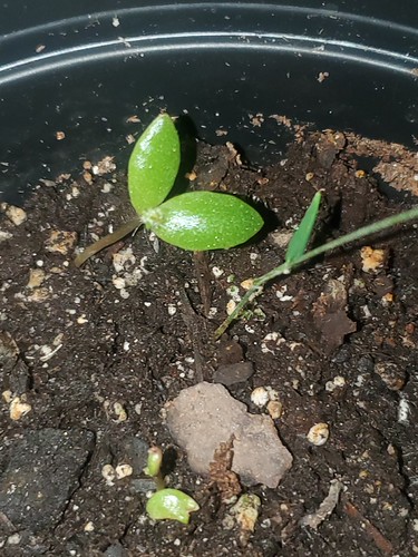 Update #1: Started a new round of plants in my Bounty!My newest Aerogarden venture: growing Strawberries from seeds (4 pods…