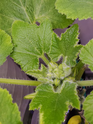 Update #5: Q update:The female flower never bloomed But I did pluck the male flower and put it in a ziplock back in the fri…