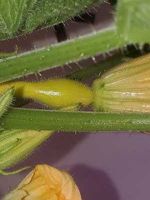 Update #7: Female flower pollinated today!! ]