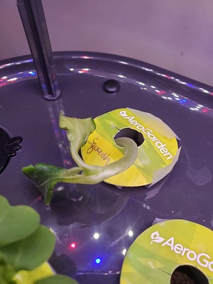 Update #1: I am so excited to have my own garden!! Welcome to my open house Burpee Seed (one pod)AG sponge & nutrientsBount…