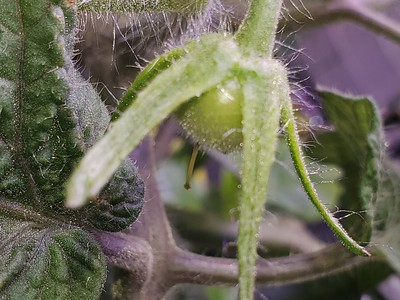 Update #9: Mater bears fruit!!!