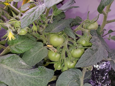 Update #10: More tomatoes - I am just sooooooo delighted (Krakty has some too!)
