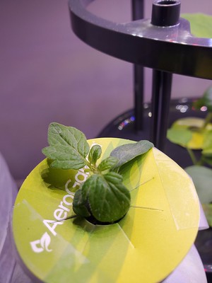 Update #3: Moved the little one to his own kratky pod . . .