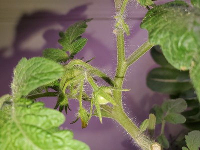 Update #10: More tomatoes - I am just sooooooo delighted (Krakty has some too!)