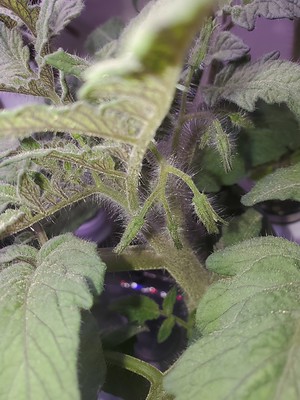 Update #8: HELLO FIRST TOMATO FLOWER!! (Day 38) (and a bunch more on the way!) I am in Aerogarden heaven right now