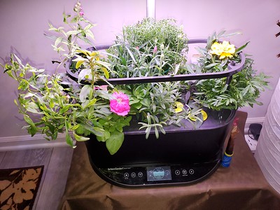 Update #20: Blooms peaking out