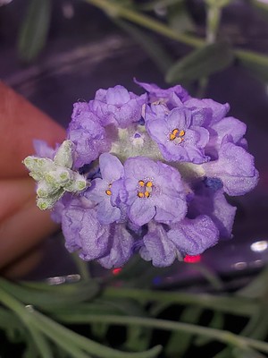 Update #29: New petuniaOpen petuniaSnapdragonLavenderNew Gazania on the way (kratky)