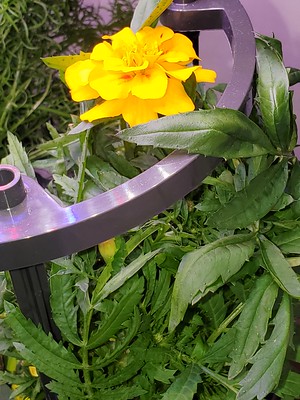 Update #18: MarigoldMore blooms on the way!