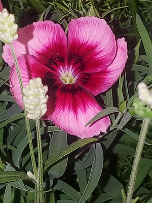 Update #21: These blooms are so wonderful!!