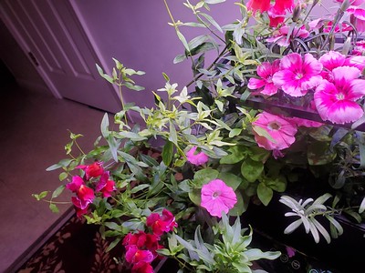Mixed AeroGarden Flower Display with Kratky Transfers and Dried Flower Tea