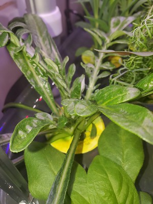 Update #16: Day 35 - Light, cameras . . . Action! SNAP DRAGONLAVENDER - smells delightful alreadyCHAMOMILEGAZANIA PETUNIA DI…