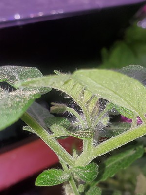 Update #28: Kratky mega cherry tomato plant is still hanging in there!I just found new potential flowers tonight!