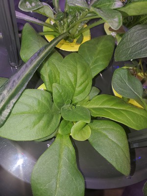 Update #16: Day 35 - Light, cameras . . . Action! SNAP DRAGONLAVENDER - smells delightful alreadyCHAMOMILEGAZANIA PETUNIA DI…