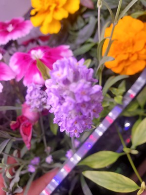Update #23: Quick update! Really enjoying my Aerogardens - especially the blooms!! (teasing me every morning!)(finally, Lave…