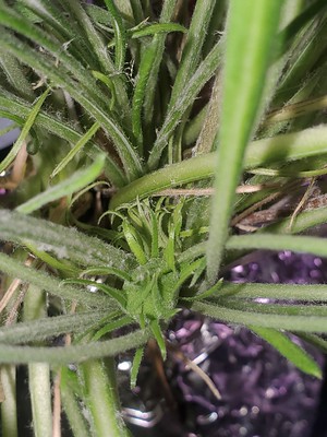 Update #29: New petuniaOpen petuniaSnapdragonLavenderNew Gazania on the way (kratky)