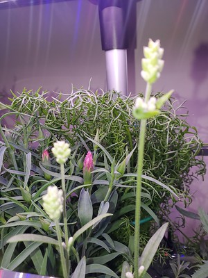 Update #20: Blooms peaking out