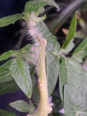 Update #28: Kratky mega cherry tomato plant is still hanging in there!I just found new potential flowers tonight!