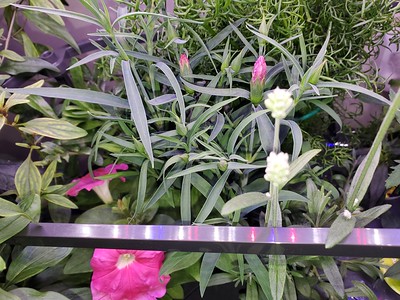 Update #20: Blooms peaking out