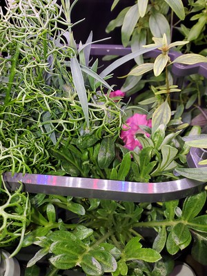 Update #20: Blooms peaking out