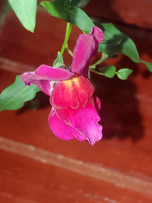Update #29: New petuniaOpen petuniaSnapdragonLavenderNew Gazania on the way (kratky)