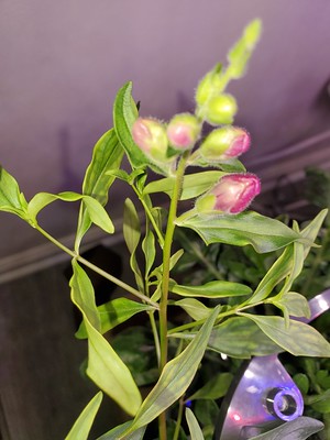 Update #20: Blooms peaking out
