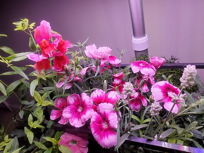 Update #22: Day 70 (update) Apparently, I can dry the blooms from most of these flowers and make tea