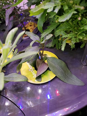 Update #19: I took cuttings from Snapdragon and they planted them. Doing well so far!