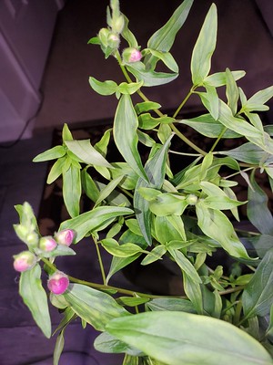 Update #20: Blooms peaking out