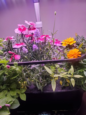 Update #23: Quick update! Really enjoying my Aerogardens - especially the blooms!! (teasing me every morning!)(finally, Lave…