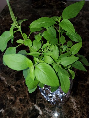 Update #4: Soil babies update:(Cilantro and Genovese Basil)Genovese BasilKratky transplant:Thai Basil