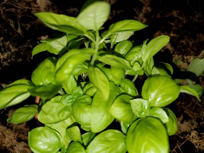Update #4: Soil babies update:(Cilantro and Genovese Basil)Genovese BasilKratky transplant:Thai Basil