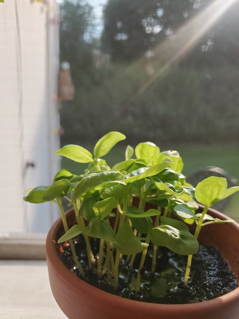 Update #1: Hi I'm a newbie exploring the different parts of the forum and practicing my posting skills Currently, I am grow…