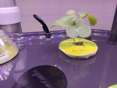 Update #2: SPOTLIGHT:Broccoli Raab (Spring)Burpee seeds - 3 podsAG spongesBounty (Knee Baby)I L - O - V - E eating Broccoli…