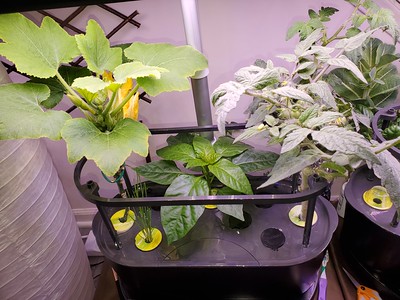Update #11: Greens update