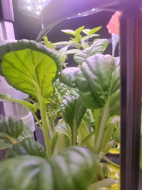 Update #1: Hello AeroGardenAddict farmers!I recently moved in down the road and wanted to share what's going on at Petunia'…
