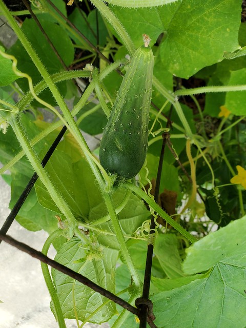 Update #1: Hello AeroGardenAddict farmers!I recently moved in down the road and wanted to share what's going on at Petunia'…