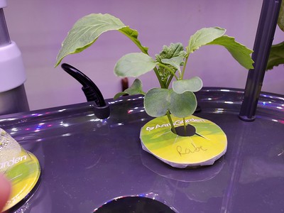 Update #3: Day 11 - Broccoli RabeThe "gang" is now taking on individual features, so I'm renaming them . . . Thing 1 & Thin…