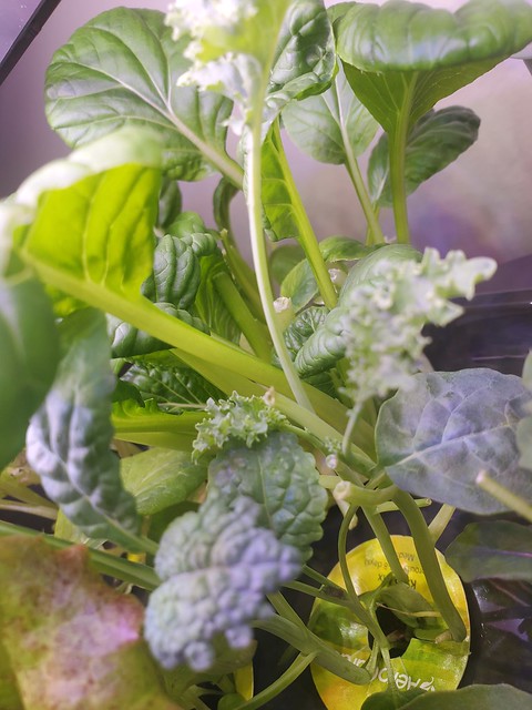 Update #1: Hello AeroGardenAddict farmers!I recently moved in down the road and wanted to share what's going on at Petunia'…