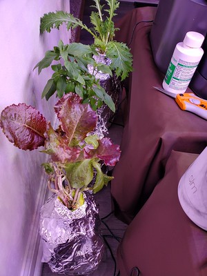 Update #3: Another Kratky Emergency The Red Sails Lettuce had the same sponge condition as the Genovese Basil so it's now i…