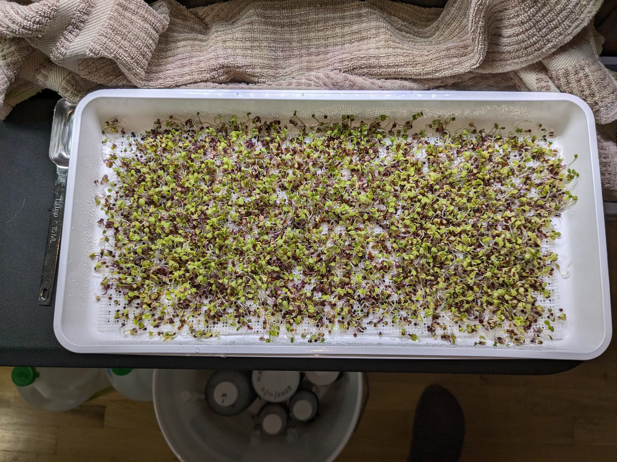 Update #8: Harvested this batch. Got 3 cups worth, with the silicone media side providing nearly 2 cups! Two were vacuum-se…