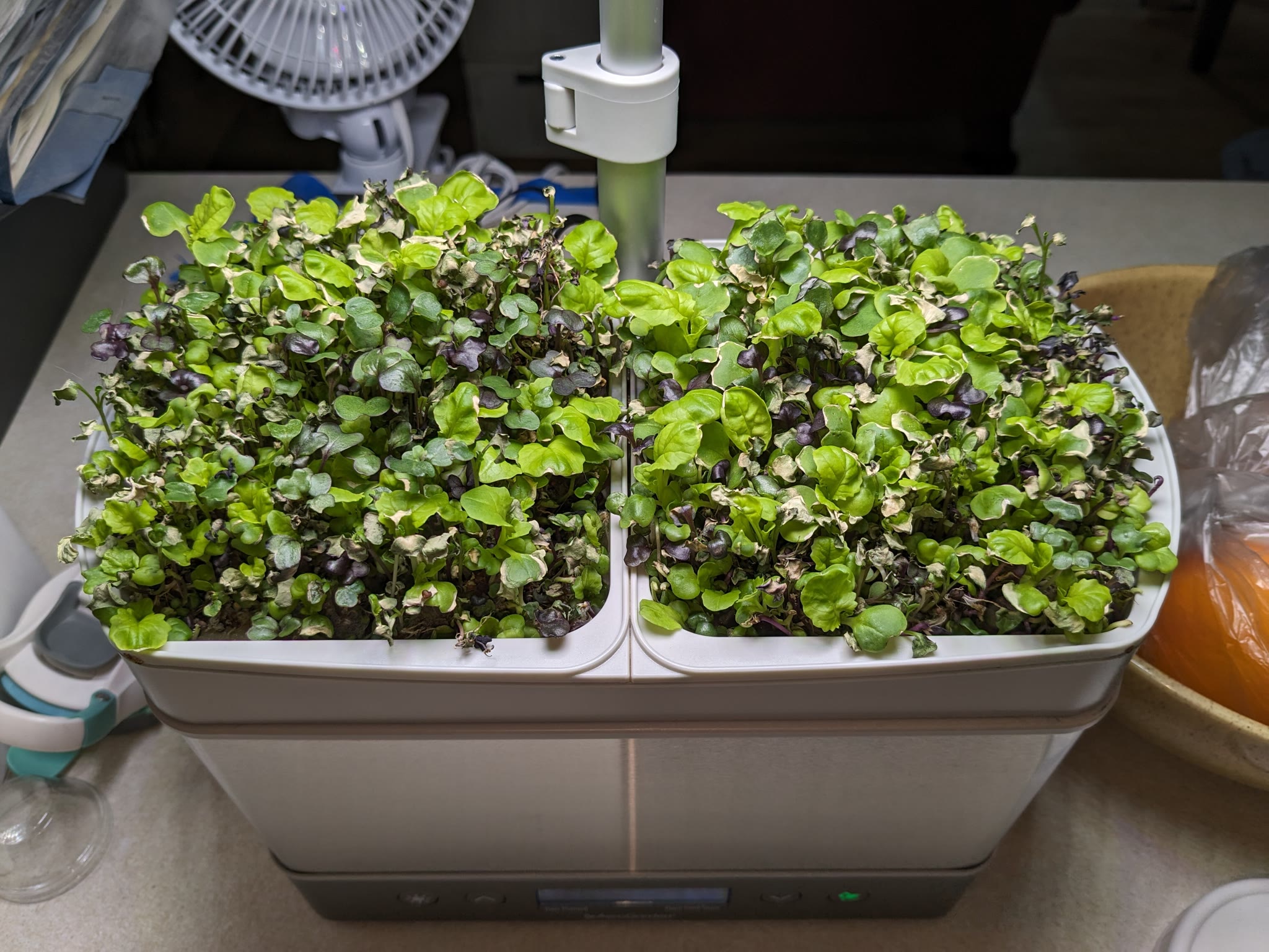 Update #5: Day 14I could have harvested yesterday or the day before, but got busy and didn't. Unfortunately, I forgot to ch…