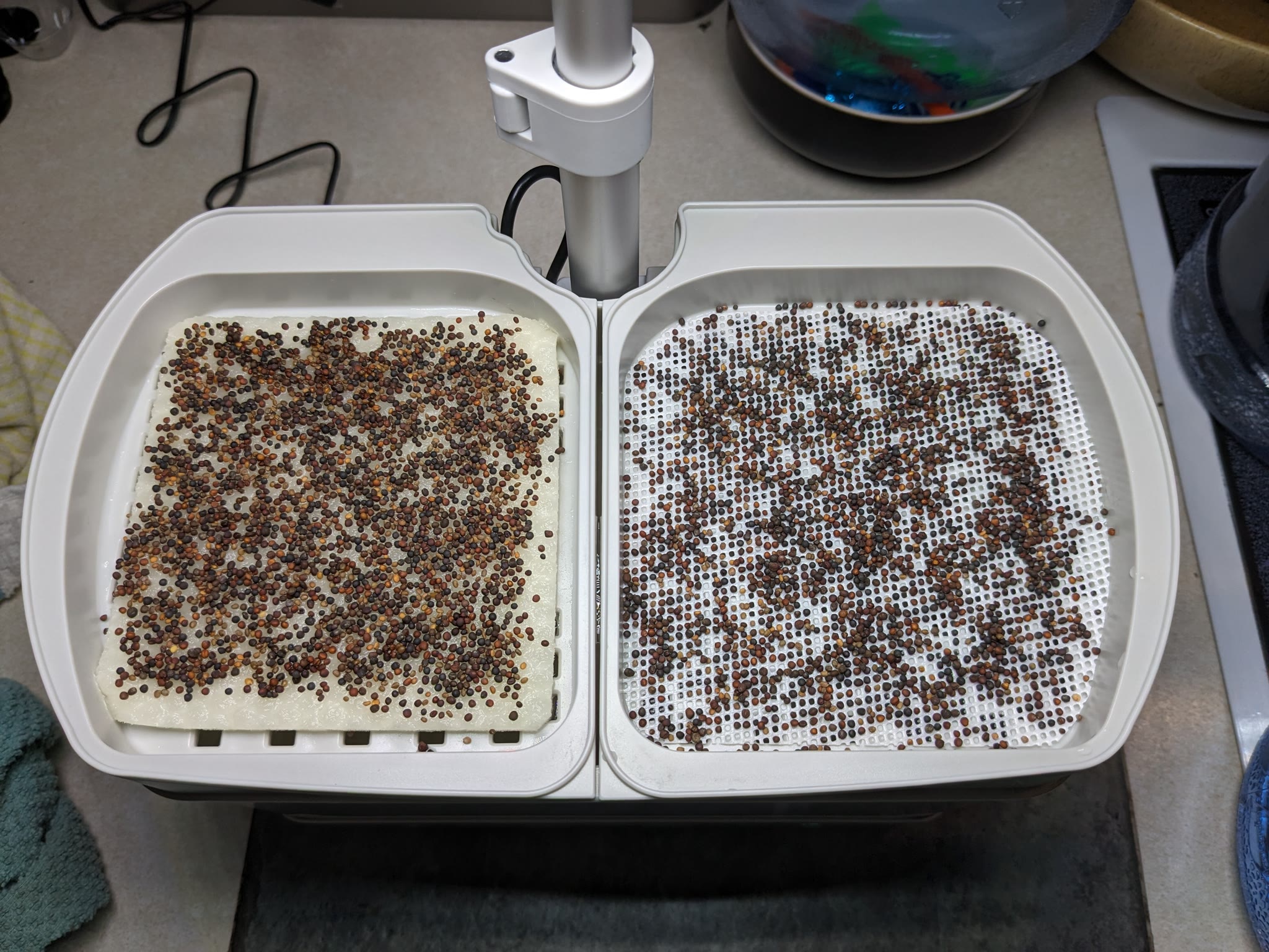 Update #1: Today I harvested my first grow of the AG Spicy Mix microgreens. I could have saved some for another day, but th…