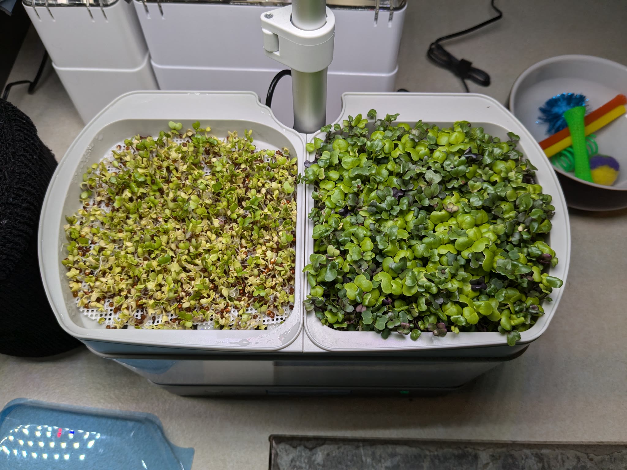 Microgreens Anonymous 2024: Successful Harvests and Mold Troubleshooting