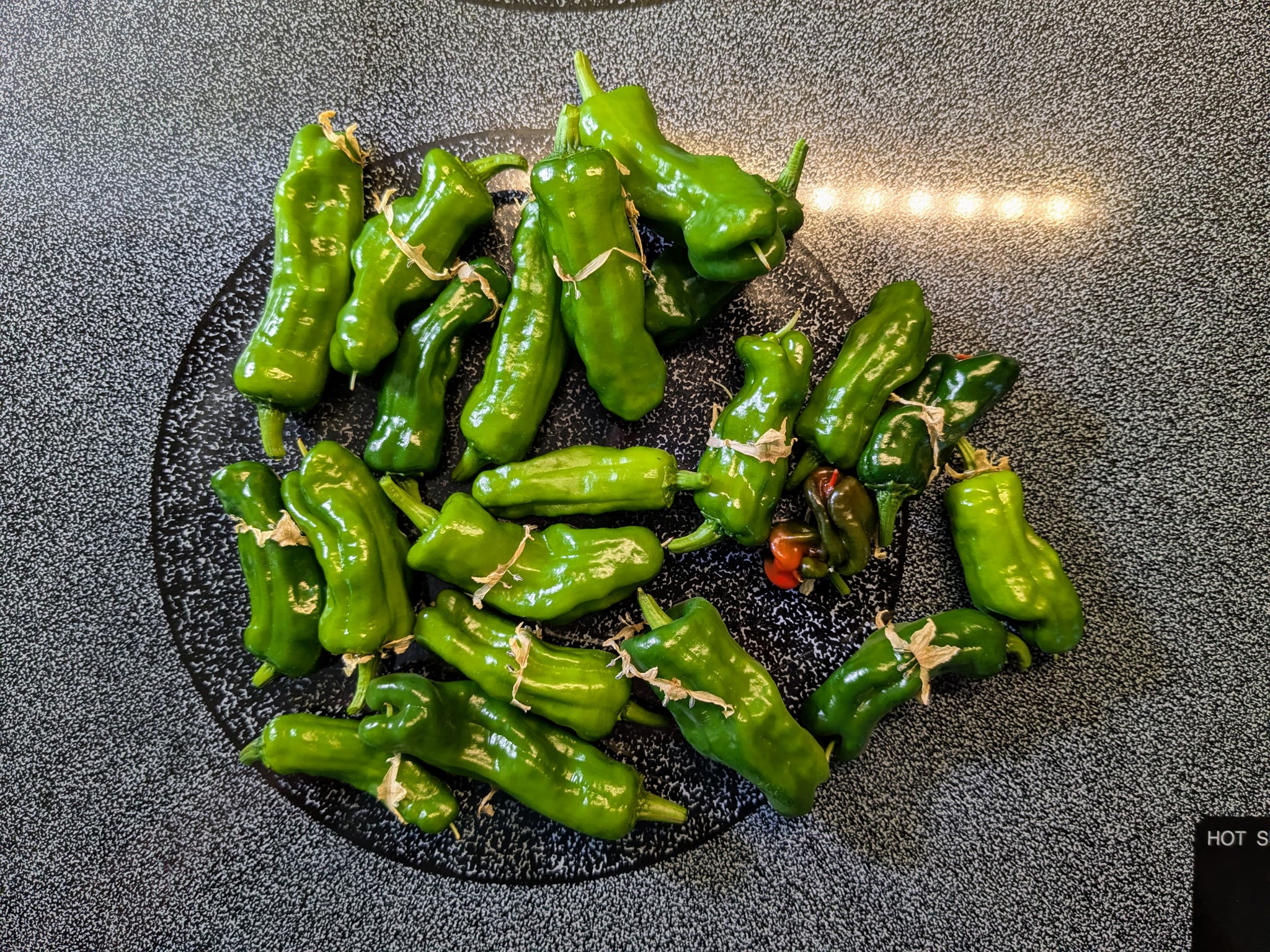 Two Shishito Pepper Plants in a Bounty Elite